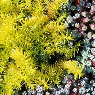 10 Indestructible Plants for Less-than-Perfect Gardeners