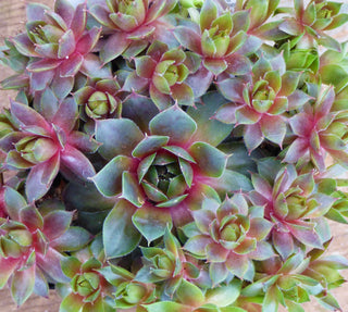 Simply Sempervivum