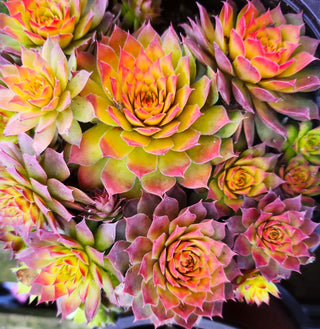 Planting a Drought-Tolerant Future
