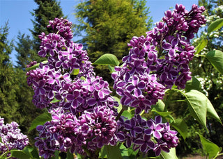 The Allure of French Lilacs