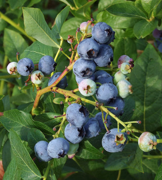 Everything You Need to Know About Growing Blueberries