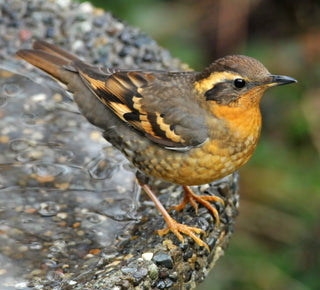 Attracting Wild Birds to Your Garden