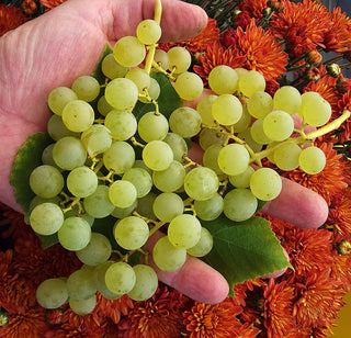 Self-Fertile Fruits & Berries