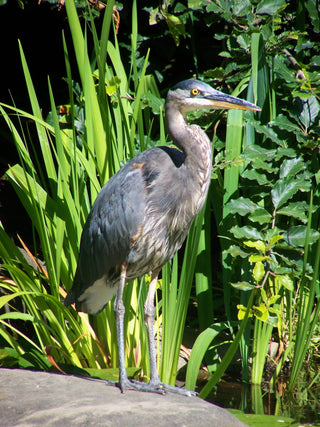 Gardening with Wildlife