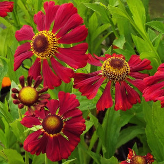Le Jardin Rouge / The Red Garden