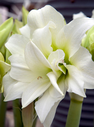 Amaryllis