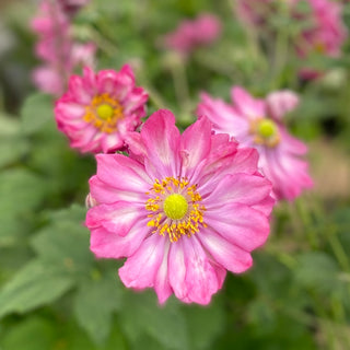 Anemones