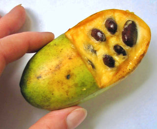 PawPaw Fruit
