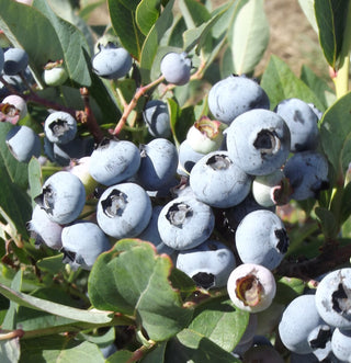 Blueberries 'Razz'