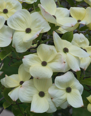 Dogwoods