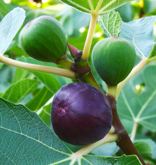 Fig Tree 'Petite Negra'