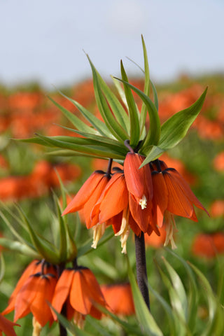 Fritillaria