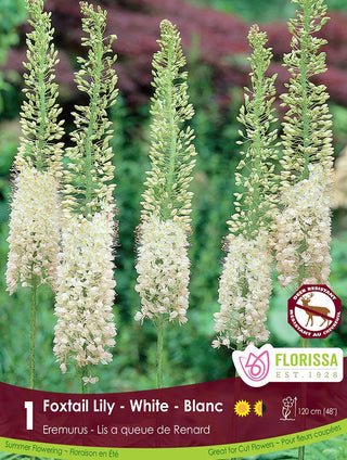 Eremurus