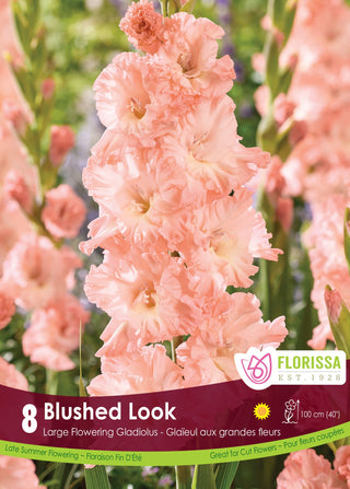 Gladiolus