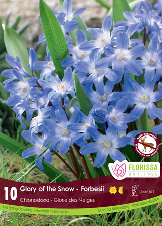 Chionodoxa