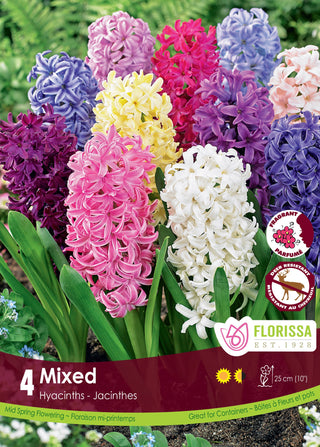 Hyacinths