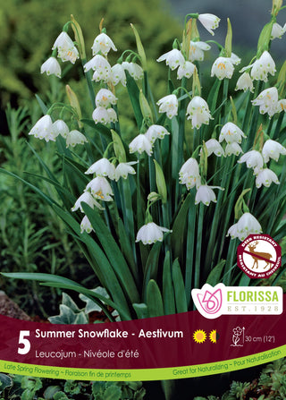 Leucojum