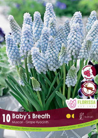 Grape Hyacinths (Muscari)