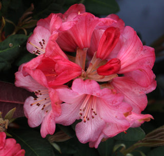 Rhododendrons & Azaleas