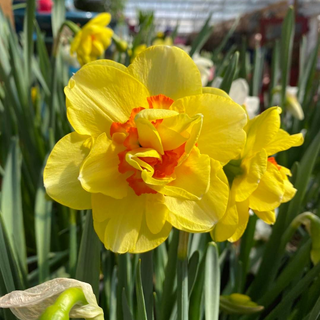 Daffodils (Narcissi)