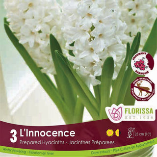 Indoor Hyacinths