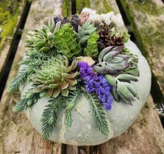 Create A Pumpkin Succulent Arrangement - October 3 (10:30AM)
