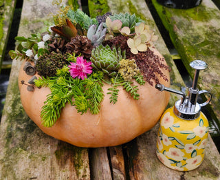 Create A Pumpkin Succulent Arrangement - October 3 (10:30AM)