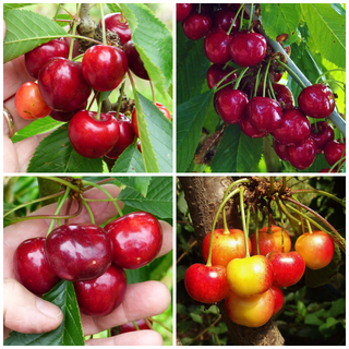 Cherry - Prunus avium '3-Way Combo'