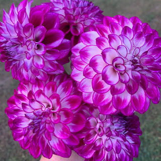 Dahlia 'AC Devin'