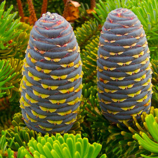 Abies Koreana Aurea