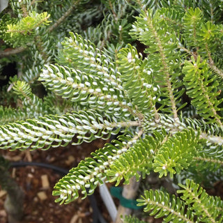 Abies Koreana Silver Snow