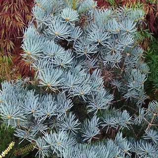 Abies Lasiocarpa Glauca Compacta