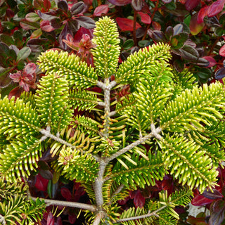 Abies Nordmaniana Golden Spreader