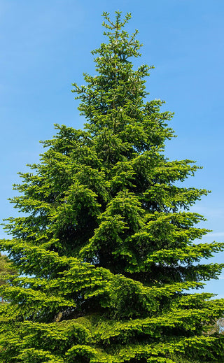 Abies Pinsapo_Aurea