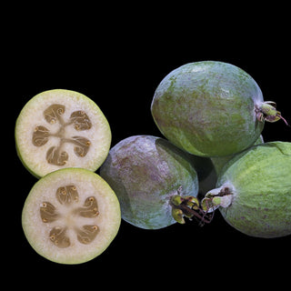 Pineapple Guava - Feijoa sellowiana ‘Anatoki’