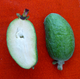 Pineapple Guava - Feijoa sellowiana ‘Takaka’