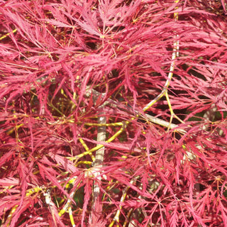 Acer palmatum var. dissectum 'Lion Heart’