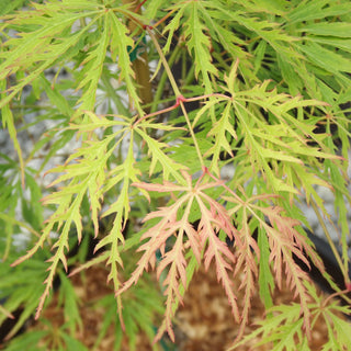 Acer palmatum var. dissectum 'Midori no Teiboku'