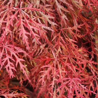 Acer palmatum var. dissectum 'Orangeola'