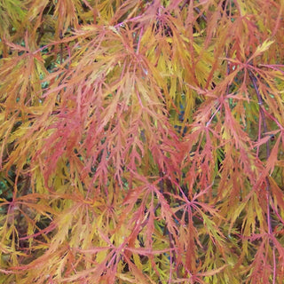 Acer palmatum var. dissectum 'Ornatum’