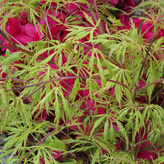 Acer palmatum var. dissectum 'Otto’s Dissectum'