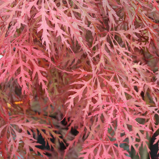 Acer palmatum var. dissectum 'Pink Lace’