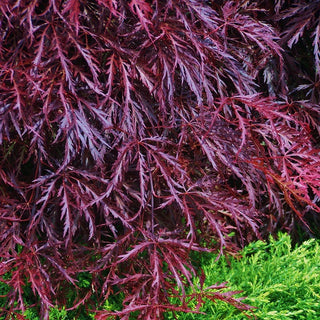 Acer palmatum var. dissectum 'Red Dragon’