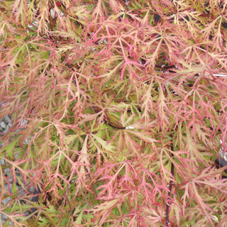 Acer palmatum var. dissectum 'Shu Shidare’