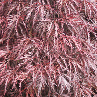 Acer palmatum var. dissectum 'Tamukeyama'