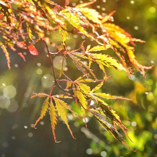 Acer palmatum var. dissectum 'Toyama Nishiki'