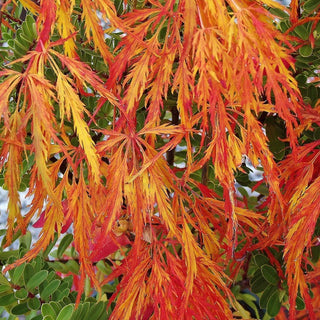 Acer palmatum var. dissectum 'Waterfall'