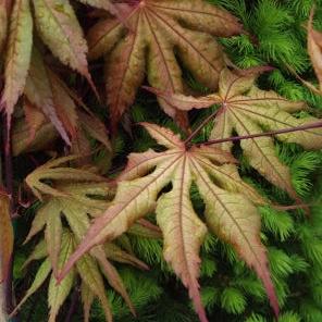 Acer palmatum ‘Amber Ghost’