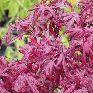 Acer palmatum ‘Aratama'