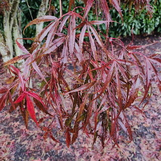 Acer palmatum ‘Beni Otake'